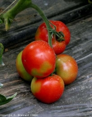 Questi frutti mostrano una maturazione incompleta.  Aree abbastanza grandi sono ancora verdi o giallastre mentre il resto del pericarpo è ora rosso.  <b> Screziature fisiologiche </b> (macchie immature, maturazione a chiazze)