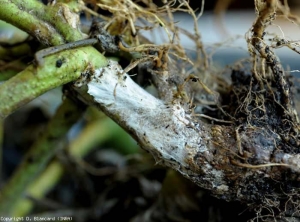 Il fungo invade anche le radici che diventano marroni e marciscono.  Il suo micelio è visibile in alcuni punti.  <b> <i> Sclerotium rolfsii </i> </b> 