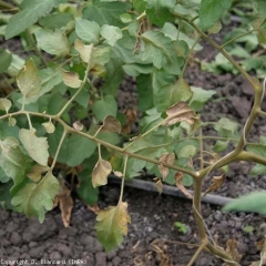 Oltre alle foglioline, anche il fusto assume quella tinta bronzea caratteristica dell'Acariosis Bronzato.  <b> <i> Aculops lycopersici </i> </b> (acaro bronzato, acaro rosso del pomodoro)