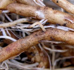 Il numero di microsclerozi formati sulle radici è talvolta considerevole.  <b> <i> Colletotrichum coccodes </i> </b>