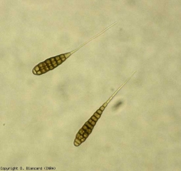 <i> <b> Alternaria tomatophila </b> </i> ha un micelio partizionato che si melanizza gradualmente con l'età.  Produce conidiofori corti, settati e bruni sui quali spesso si formerà un solo conidio.  I conidi sono marroni, pluricellulari e molto allungati.  Presentano una lunga appendice ialina (becco), talvolta biforcuta e più lunga del corpo della spora, che è lunga tra 120 e 300 µm (dalla base all'estremità del becco).