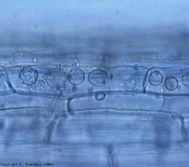 Le zoospore sono state rilasciate, possiamo vedere chiaramente i tubi di scarico. <i><b>Olpidium brassicae</b></i>