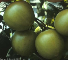 Su questi frutti verdi una <b> fitotossicità </b> è all'origine della presenza di numerose e minuscole macchie verde scuro.