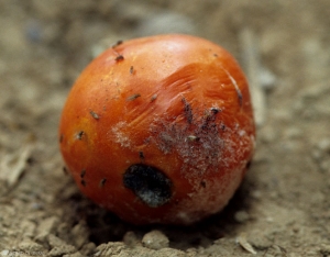 Questo frutto localmente marcio mostra localmente un collasso parziale dei suoi tessuti esterni, nonché una sporulazione nera a "capocchia di spillo".  <b> <i> Rhizopus stolonifer </i> </b>