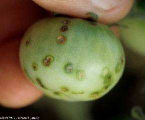 Macchie brunastre e arrotondate di 4-5 mm di diametro si sviluppano sulle parti più esposte del frutto del pomodoro.  Un alone grasso più o meno grande può circondarli.  <b> <i> Xanthomonas </i> spp. </b> (crosta batterica)