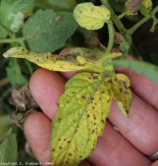 I foglioline fortemente colpiti possono ingiallire e persino seccarsi. <i><b>Stemphylium solani</b></i> (stemphyliosi)