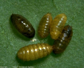 Pupe di minatrice di colore ocra a marrone scuro. <b><i>Liriomyza bryoniae</i></b> (mosca minatrice, leafminer)