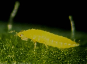 Una larva cammina sul lato inferiore di questo foglio. <i><b>Frankliniella occidentalis</b></i> (thrips)