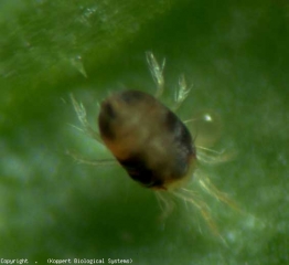 <b><i>Tetranychus urticae</i></b> di colore verde (acaro tessitore, ragno falena)