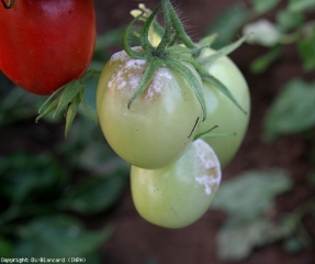 <i><b>Phytophthora infestans</b></i> ha rapidamente fruttificato su questo giovane frutto. L'umidità significativa del rifugio lo ha permesso. (mildiou, late blight)