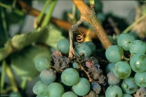 Il peduncolo di questo grappolo è completamente circondato da marciume causato da <b> <i> Botrytis cinerea </i> </b>