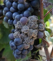 La muffa grigia osservata su questo grappolo d'uva nera è costituita da conidiofori in ciuffi e conidi di <i> <b> Botrytis cinerea </b> </i>.