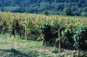 Le viti attaccate da <i> <b> Plasmopara viticola </b> </i> (a sinistra) sono appassite e prive di foglie rispetto alle viti sane (a destra).