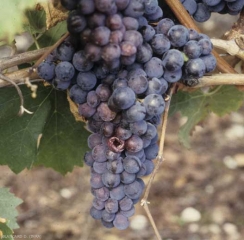 Sui vitigni a bacca nera, gli acini contaminati da <b> marciume acido </b> assumono un colore rossastro.