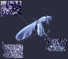 Diversi microrganismi coinvolti nel <b> <i> marciume acido </i> </b> si trovano sul corpo della Drosophila, ad esempio:
 a) <i> <b> Kloeckera apiculata </b> </i> in setole epicuticolari;
 b) <b> <i> Gluconobater </i> sp. </b> nei capelli sull'addome;
 c) <b> <i> Pichia membranifaciens </i> </b> sulle gambe...
 Questi insetti assicurano la loro vection.