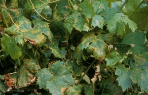 Le "macchie d'olio" osservate all'inizio dell'infezione da <b> <i> Plasmopara viticola </i> </b> sulle foglie si diffondono successivamente e ingialliscono fino a diventare necrotiche.
Peronospora della vite.