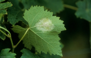 Sulla pagina inferiore delle foglie, la presenza di <b> <i> Plasmopara viticola </i> </b> si manifesta con la comparsa di una peluria bianca sul retro delle 'macchie d'olio' osservabili sulla pagina superiore.