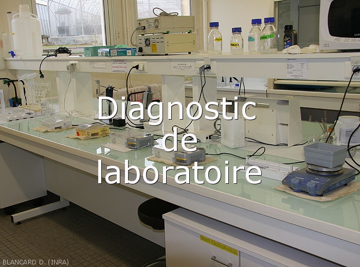 Diagnostic-Laboratoire2