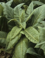 O ápice desta planta  de tabaco é praticamente deformado e muitas folhas estão mais ou menos bem desenvolvidas. As folhas são menores, deformadas e apresentam uma cor bronze verde. <b>Vírus da batata Y</b> (PVY) / Estirpe americana