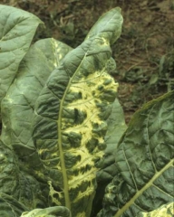 A infeccao severa causada pelo <b>virus do mosaico da alfalfa</b> (AMV) promove a distorcao da lamina foliar do tobaco Burley. 
