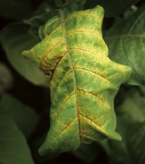 Amarelamento e necrose da nervura central e veias secundarias  de uma folha de tabaco  Virgíniae. <b>Vírus da batata Y (PVY)</b> 
