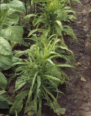 Quando a doença se desenvolve em plantas novas, as folhas finas e curvadas da uma aparencia muito especial. <b>Frenching</b>