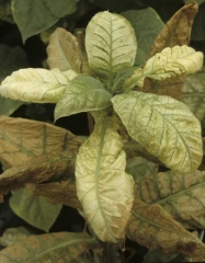 <b>Injúria química</b>: Após o amarelecimento inicial, folhas jovens se tornam totalmente brancas rapidamente; apenas algumas nervuras permanecem verdes.
