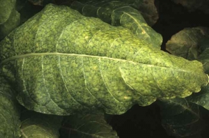 Uma folha de tabaco burley clorótico; faixas de tecido estreitas e irregulares proximas as veias permanecem verdes (mosqueado da veia). <b>Vírus Y da batata</b> (PVY)
