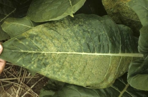 Nessa folha pode-se observar pequenos pontos cloroticos com necrose internerval, e tambem muitas lesoes pequenas com formato de ponto ou pequenas linhas de coloracao branca a bege (etches). (<b>Tobacco etch virus</b>, TEV)

