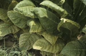 Plantas no campo mostrando clorose interveinal enquanto que as veias permanecem verdes. <b>Deficiência de magnésio</b> 