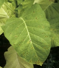 Pequenas manchas, marrons, necrosadas cercadas por uma auréola amarelada observada em uma folha de tabaco. <i>Alternaria alternata</i> (mancha marrom)
