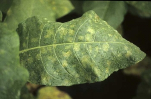 Manchas amarelas difundidas no lado superior da lâmina. <i><b>Peronospora hyoscyami</i> f.sp. <i>tabacina</i> (<b>mofo azul de tabaco</b>, míldio)