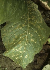 Inumeras lesoes pequenas e redondas de cor bege  em folha de fumo. <i><b>Cercospora nicotianae</i></b> (cercosporiose)