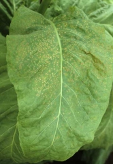 Um amontoado de pequenas manchas marrons esbranquiçadas em uma folha de tabaco. <b>Manchas de poluição</b>  (weather fleck). Folha de tabaco Virgínia parcialmente coberta com pequenas lesões necróticas de diferentes formas (manchas, linhas, címulas, arcos curtos, gravuras). Tobacco etch virus (TEV)
