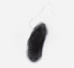 pseudomonas