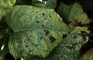 Manchas pretas irregulares com amarelamento das folhas. <i><b>Pseudomonas cichorii</i></b> (Doença da mancha preta)
