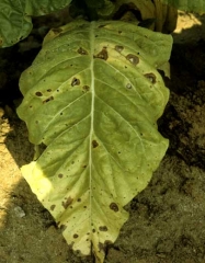 Ponto-alvo, causado por <b><i>Thanatephorus cucumeris</b></i>. Após um período de alta umidade, as lesões com efeito de "alvo" podem se desenvolver no tabaco do tipo Virginia.