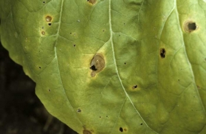 As lesões são tipicamente marrons-claras, redondas, cercadas por um halo amarelo, e têm anéis concêntricos discretos. <i><b>Thanatephorus cucumeris</b></i> <i><b>Rhizoctonia solani</b></i>, target spot