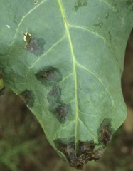 No período úmido, a bactéria cresce na periferia das manchas, dando-lhes uma auréola gordurosa. <i><b>Pseudomonas cichorii </b></i>(Doença da mancha preta do tabaco)
