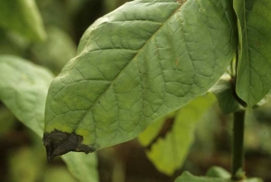 Algumas manchas começam nas margens da folha, principalmente na ponta; acumulo de agua nessas areas favorece a penetração da bactéria dentro da folha. <b><i>Pseudomonas cichorii</i></b> (Doença da mancha preta do tabaco)
