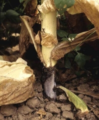 Lesao da canela causada por<i>Rhizoctonia solani</i>(teleomorfo: <b><i>Thanatephorus cucumeris</i></b> em um cultivo de Tabaco. Lesão marrom estrangulando o colo ao nível do solo com o córtex em decomposição.