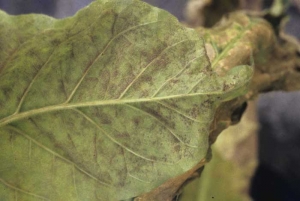 Quando as condições são altamente favoráveis, pode-se ver o feltro azulado; às vezes cobre quase todo o lado inferior da folha. <b><i>Peronospora hyoscyami</i> f. sp. <i>tabacina</i></b> (mofo azul de tabaco, mildio)
