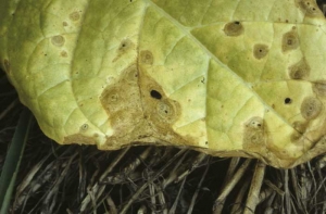 Em algumas folhas, as manchas tem coloração marrom-claro a acinzentada e tendem a coalescer. . <b><i>Boeremia exigua</i> var.<i> exiguaa</i></b> (<i>Ascochyta nicotianae<i>, mancha irregular)
