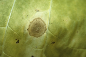 Vários pequenos pontos pretos podem ser facilmente observados: são os picnídios do fungo. <b><i>Boeremia exigua</i>  var. <i>exigua</i></b> (<i>Ascochyta nicotianae</i>, mancha foliar irregular)