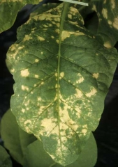 Alguns herbicidas sistêmicos quando absorvidos pelas plantas causam manchas amarelas entre as veias, que rapidamente se tornam necróticas. <b>Lesões químicas</b> 
