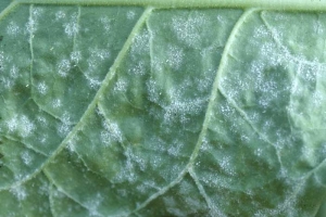 O fungo tambem coloniza a parte debaixo da folha, a esporulacao branca é visivel. <i>Golovinomyces cichoracearum</i> var. <i>cichoracearum</i> (oidio) 
