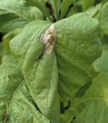 Uma grande lesão bege é formada em uma folha de tabaco da Virgínia a partir de uma corola podre caída sobre ela. <b><i>Botrytis cinerea</b></i>  (mofo-cinzento) 
