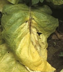 Uma lesão úmida e marrom está se formando ao redor das veias da folha, a folha fica amarela e os tecidos entrarão em colapso rapidamente. <i><b>Pectobacterium</i> sp.</b> (<i>Erwinia</i> sp.)

