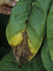 Escurecimento e apodrecimento da ponta e da nervura central  de uma folha de tabaco do tipo Virgínia. <i><b>Botrytis cinerea</i></b> (mofo-cinzento) 
