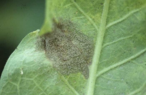 Manchas grandes na lamina da folha e progredindo pelas nervuras. O tecido, a principio encharcado e escuro, se torna claro a medida que necrosa. <b><i>Botrytis cinerea</b></i> (mofo-cinzento) 